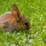 1034014_baby_rabbit_2