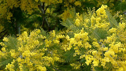 MARTESANA - Festa della donna