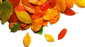 autunno-foglie