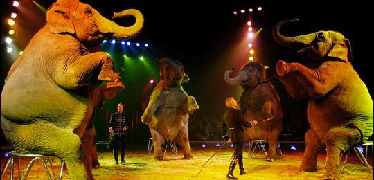 circo-animali