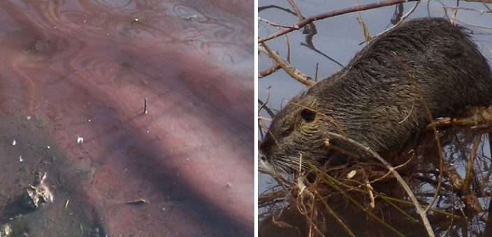 increa acque rosse e nutrie