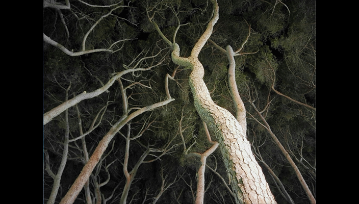 pineta_matteo barile