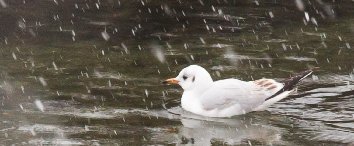 Claudia De Sallvo_ Germano 2