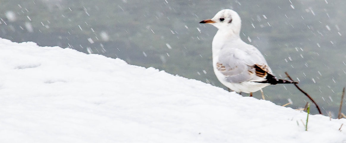 Claudia De Salvo_ Cernusco sul Navglio_00