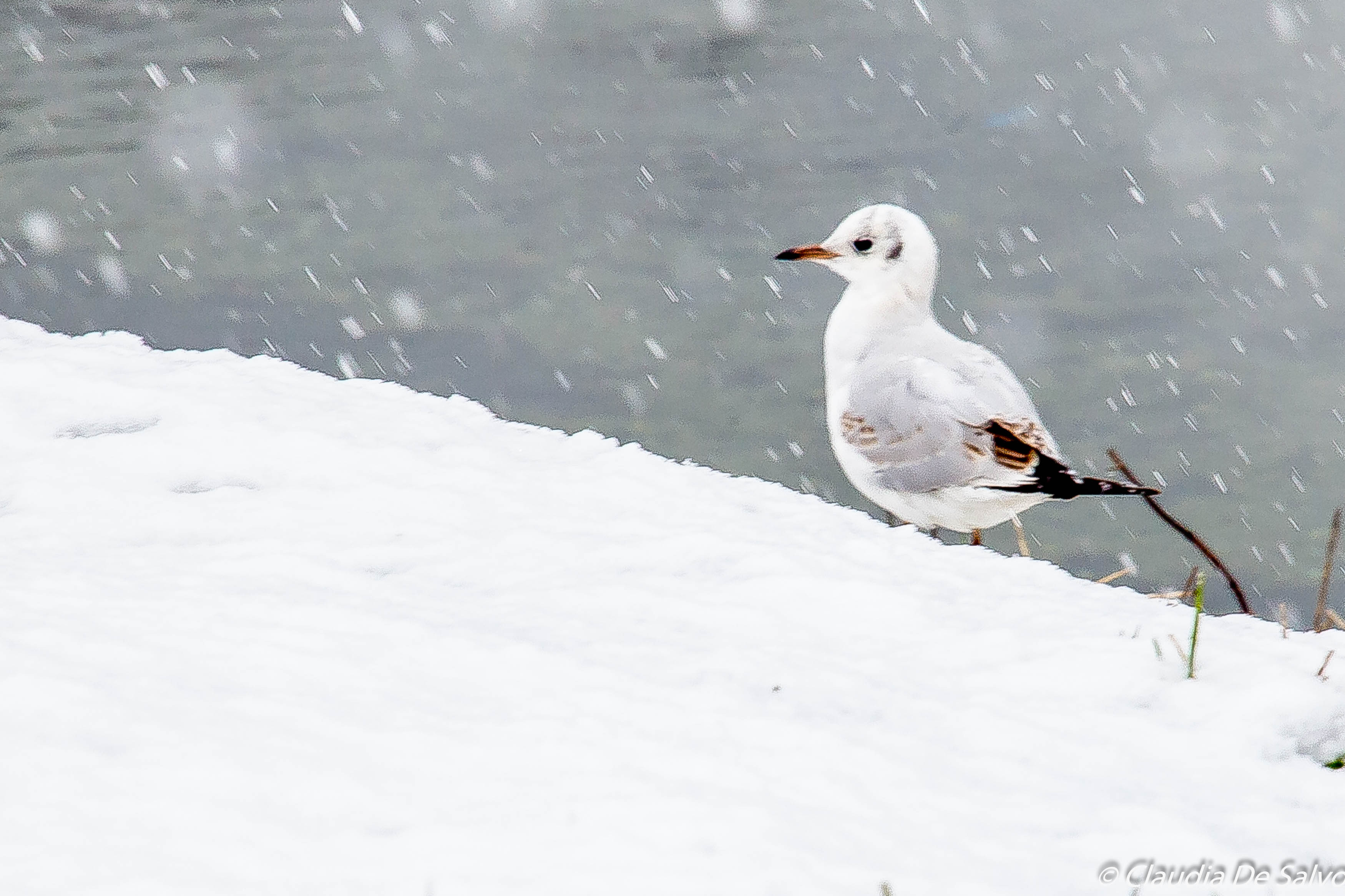 Claudia De Salvo_ Cernusco sul Navglio_00