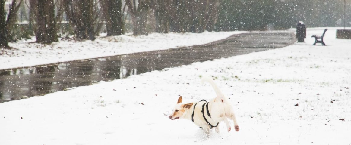 Claudia De Salvo_ Cernusco_dog