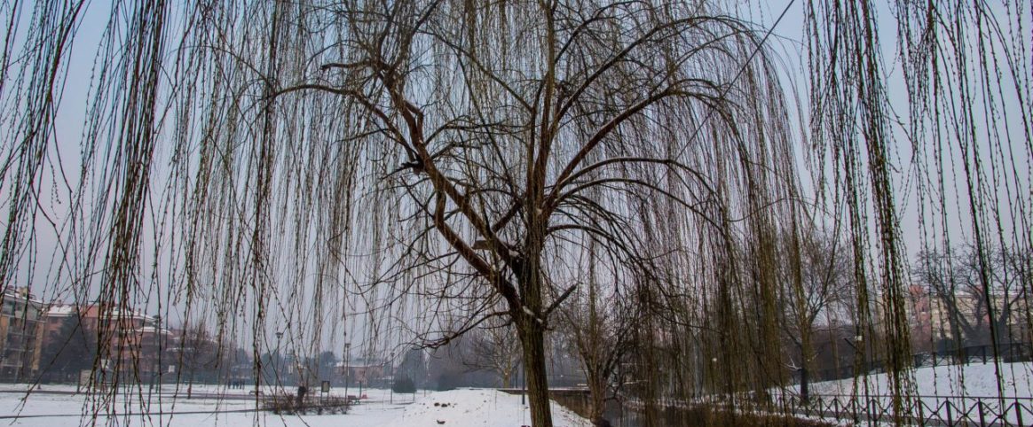 Claudia De Salvo_ Parco degli alpini Cernusco