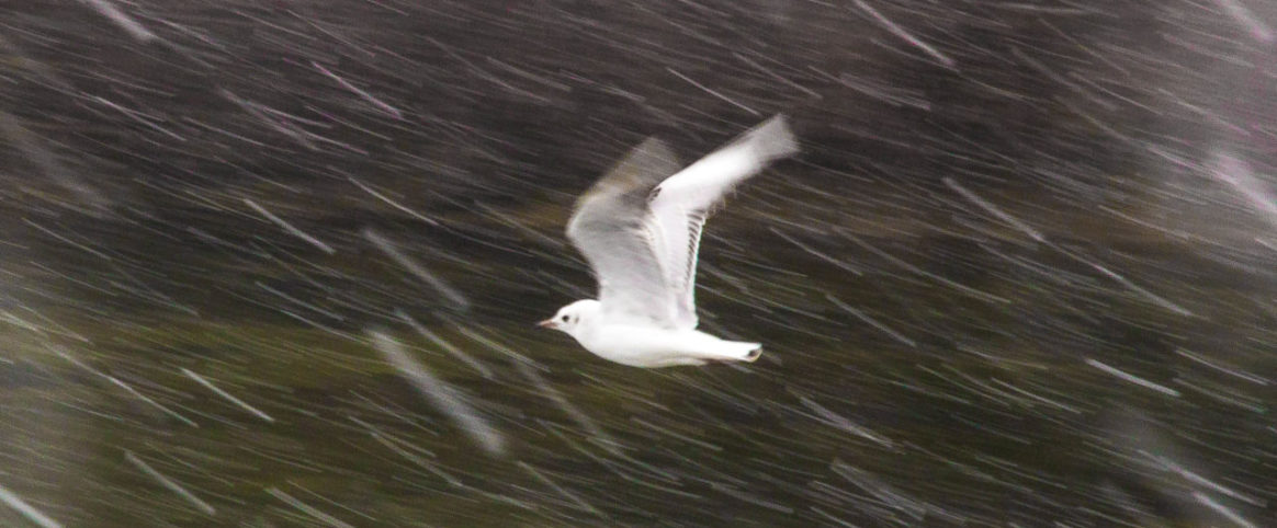Claudia De Salvo_in volo