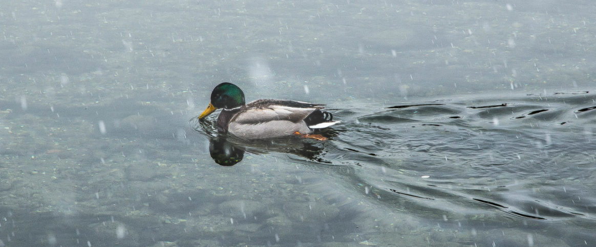 Claudia de Salvo_germano