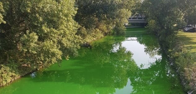 Lambro verde