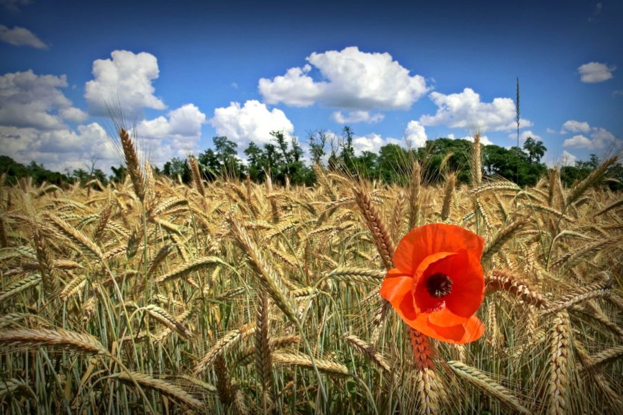 Daniela Corrà, foto vincitrice categoria terra