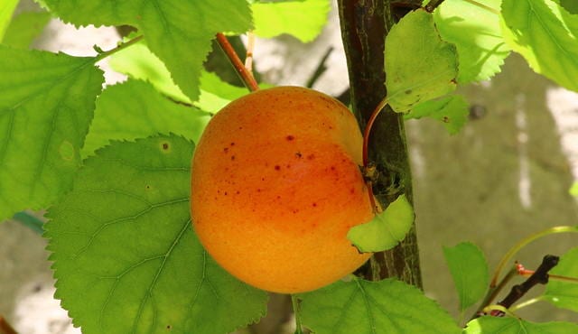 apricot-albicocche coldiretti cimice asiatica