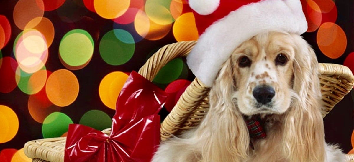 regali-per-cani-natale-1