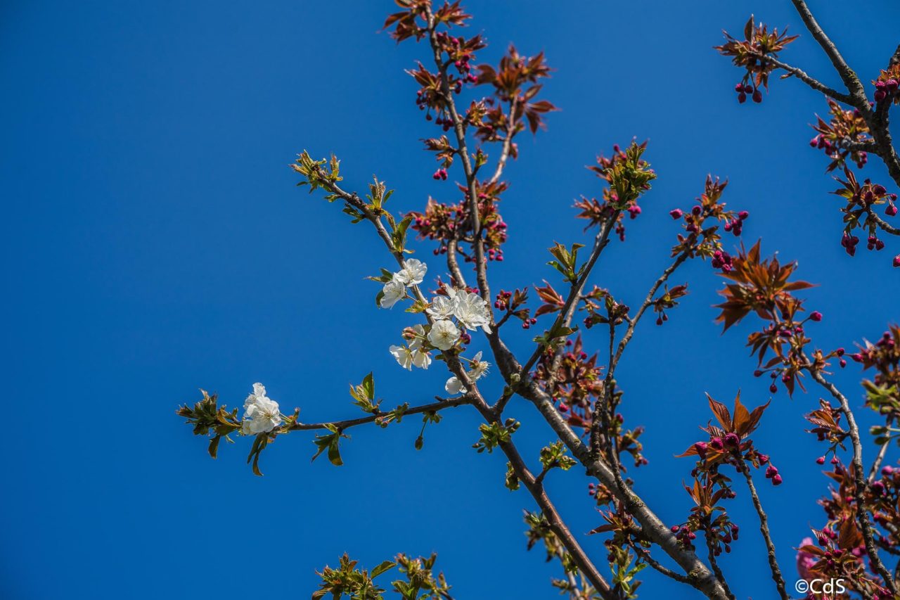 Primavera CdS (109 di 109)