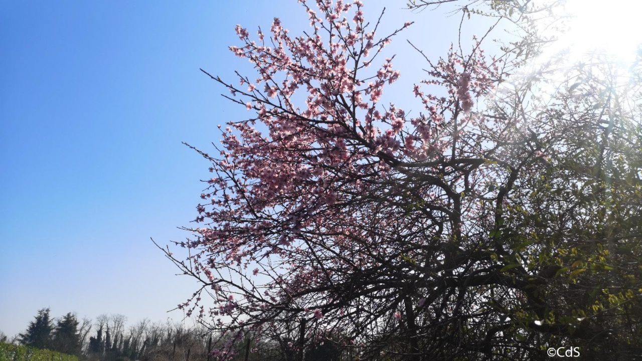 Primavera CdS (22 di 109)