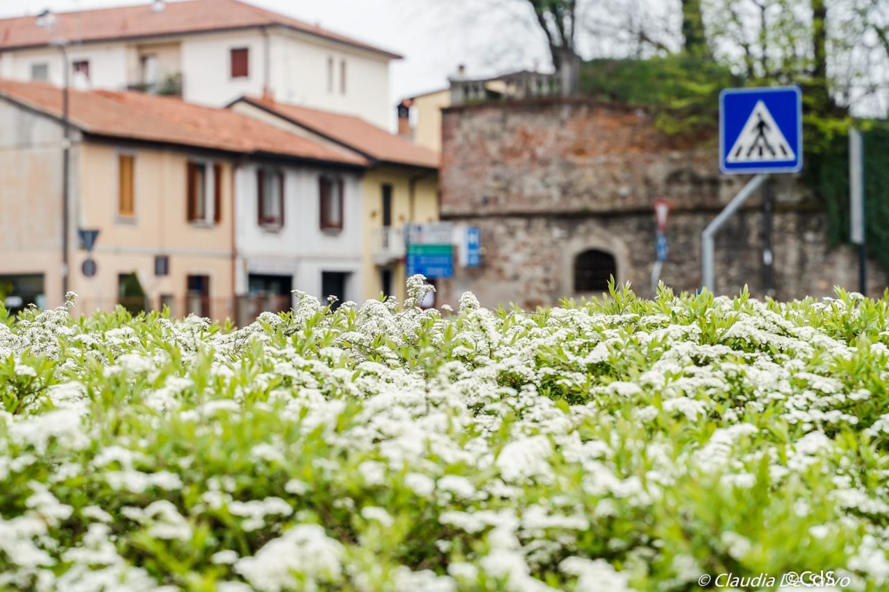 Primavera CdS (28 di 109)