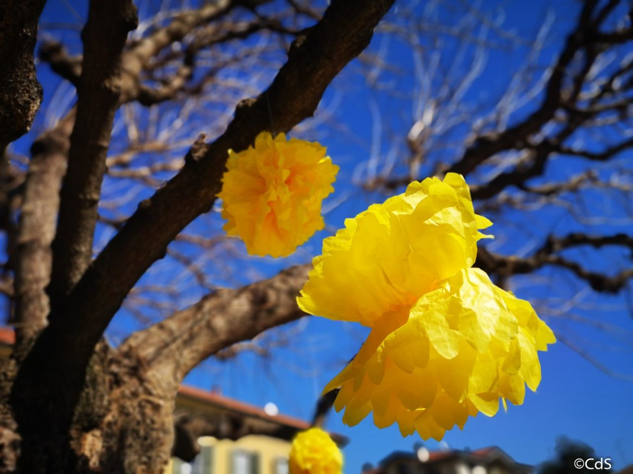 Primavera CdS (3 di 109)