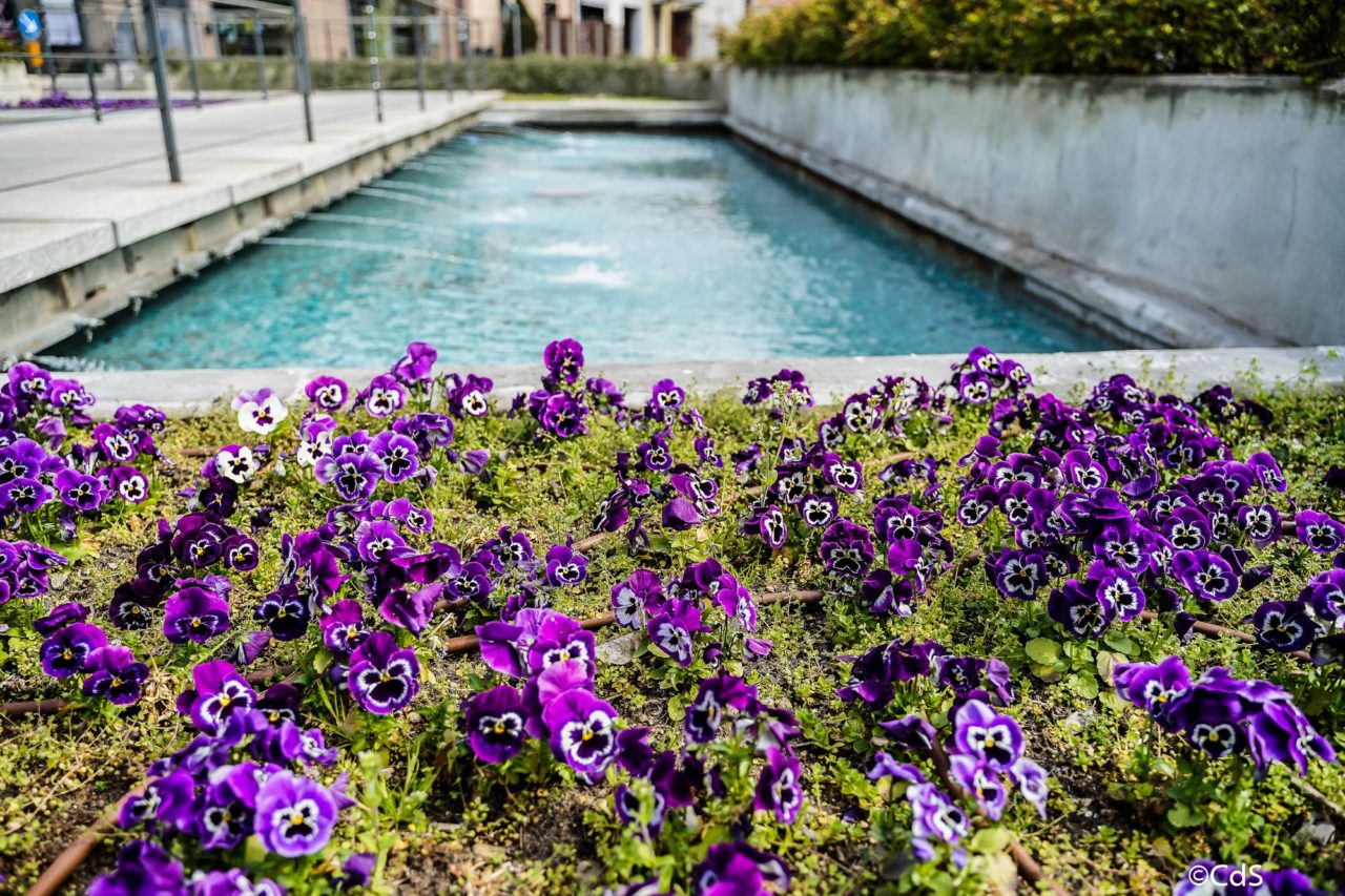 Primavera CdS (31 di 109)