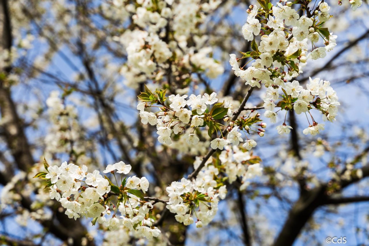 Primavera CdS (46 di 109)