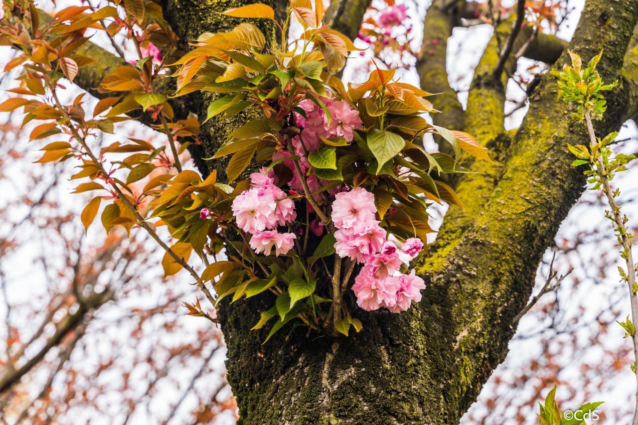 Primavera CdS (60 di 109)