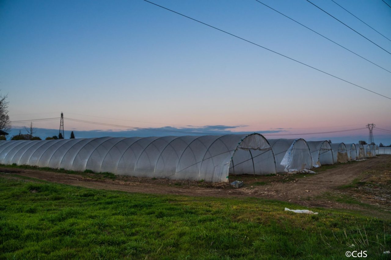 Primavera CdS (64 di 109)