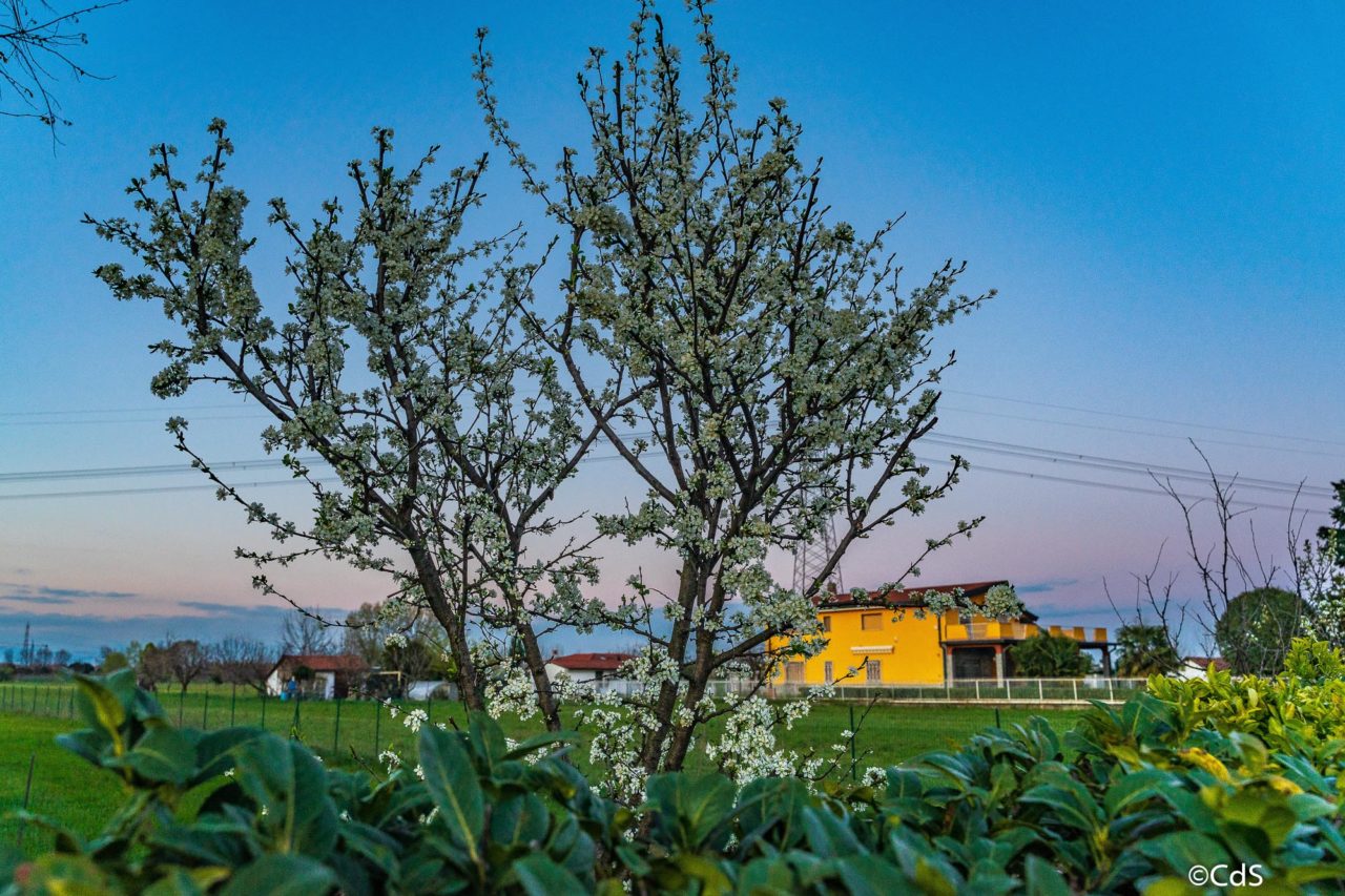 Primavera CdS (65 di 109)