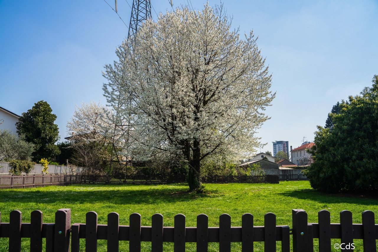 Primavera CdS (80 di 109)