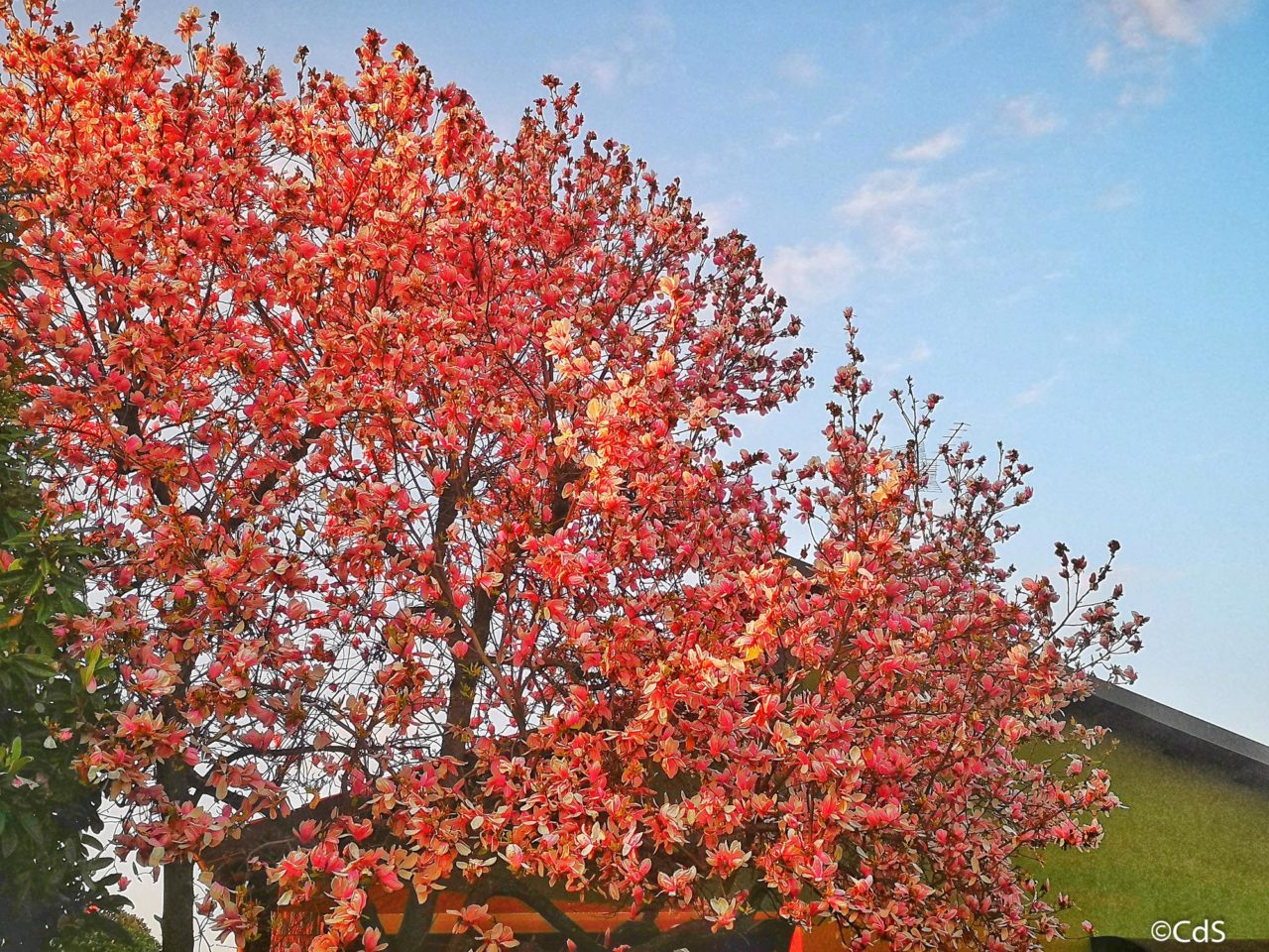 Primavera CdS (9 di 109)