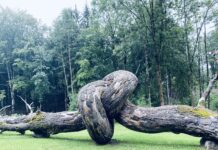 Contest fotografico: arte e natura protagoniste nella foto della settimana