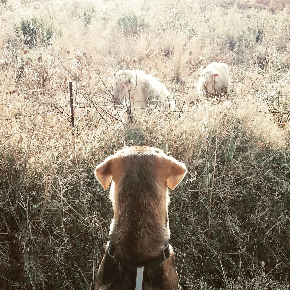 Barbara Casiraghi - Valledoria