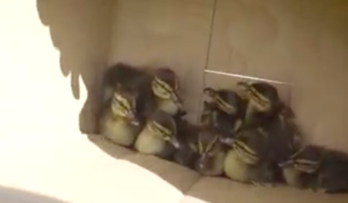 Schermata 2021-05-31 alle 17.02.44