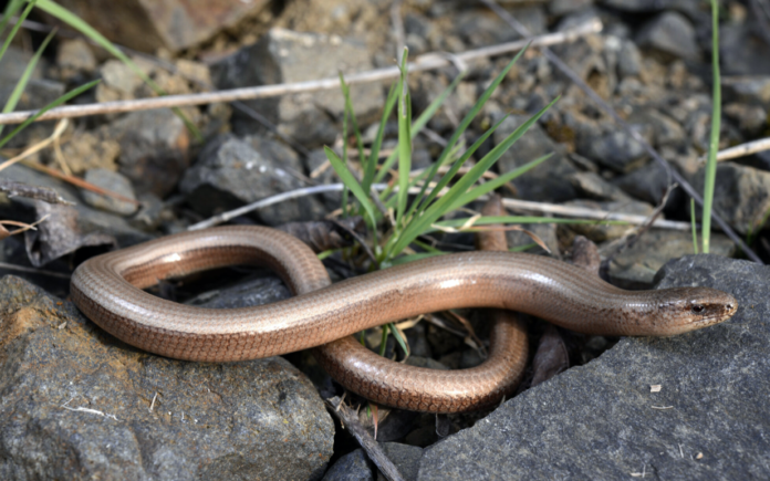 Schermata 2021-06-08 alle 11.14.41