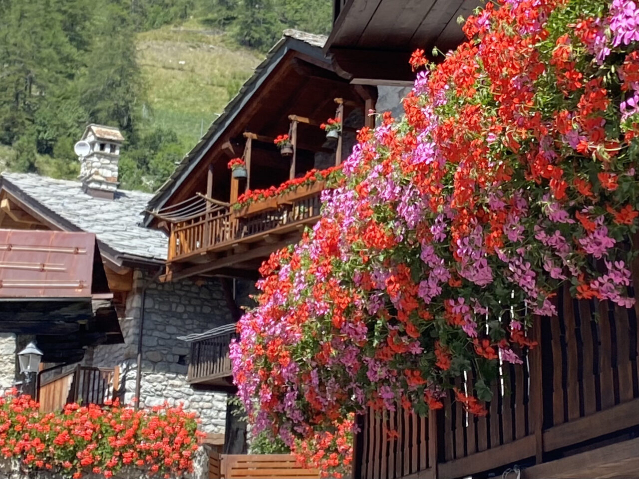 Enrico Bigatti - Courmayeur valle d’Aosta, fiori di Entreves