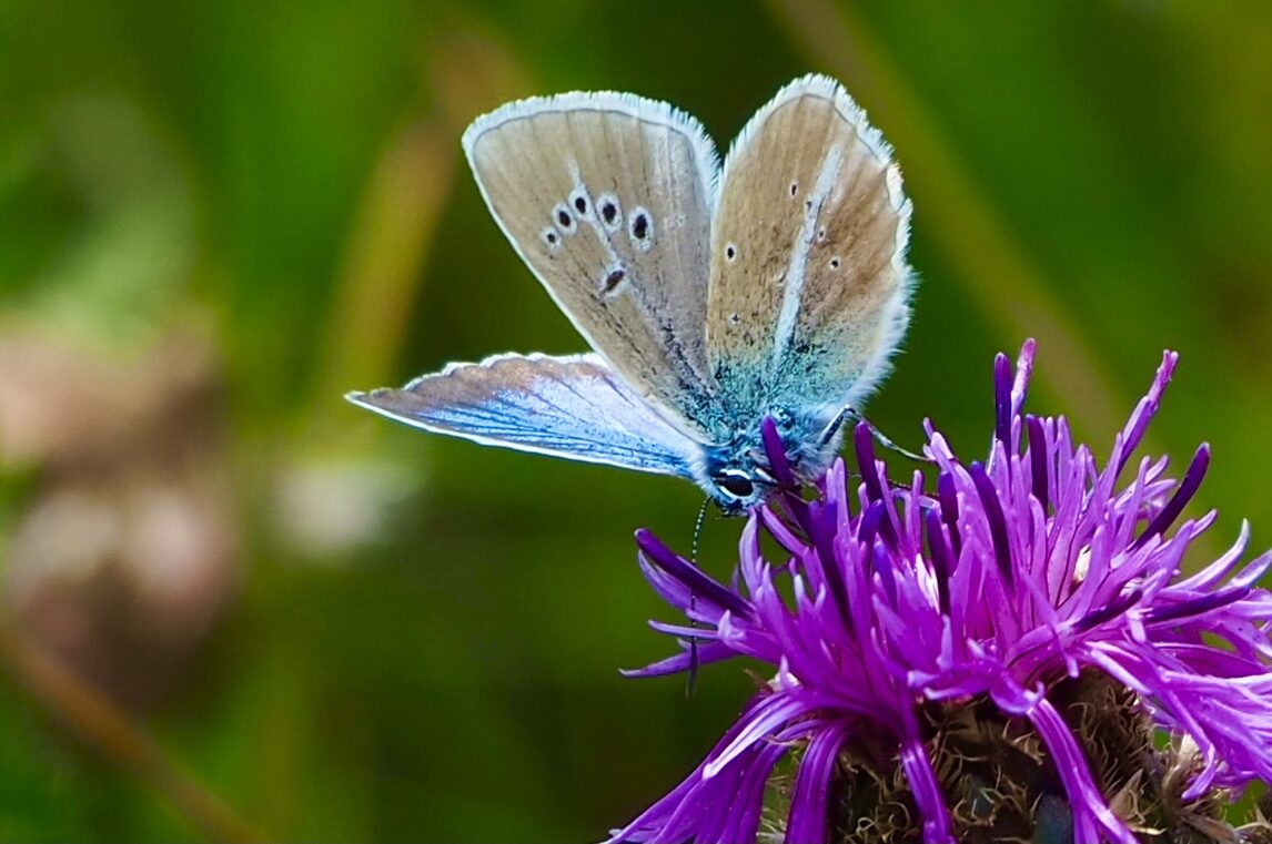 Enrico Bigatti - Courmayeur valle d’Aosta - farfalla