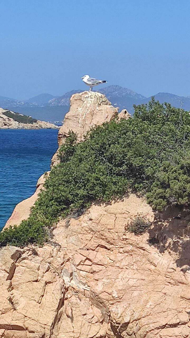 Gloria Lombardo - Una vedetta sul mare sardo Poltu Casu, Olbia, Sardegna