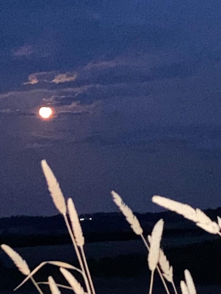 viviana maino - termoli