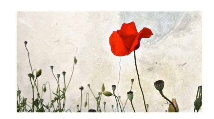 CARLO OREGLIO FIORE DEL PARTIGIANO