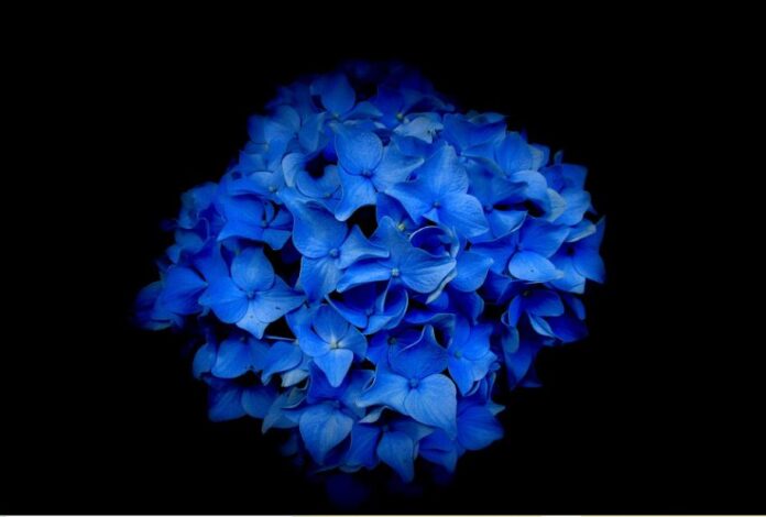 GIORNATA MONDIALE DELLA CONSAPEVOLEZZA DELL'AUTISMO giornata mondiale autismo