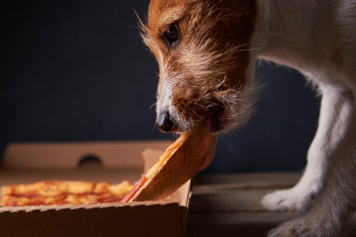 Jack russell terrier puppy eat pizza. Unhealthy food and dog. Pet nutrition Jack russell terrier puppy eat pizza. Unhealthy food and dog. Pet nutrition
