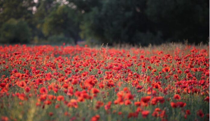 GORGONZOLA PAPAVERI ROSSI