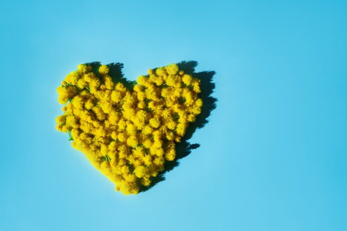 Mimosa yellow flower petals on blue background. Heart shaped mimosa flowers. Minimalistic spring sum