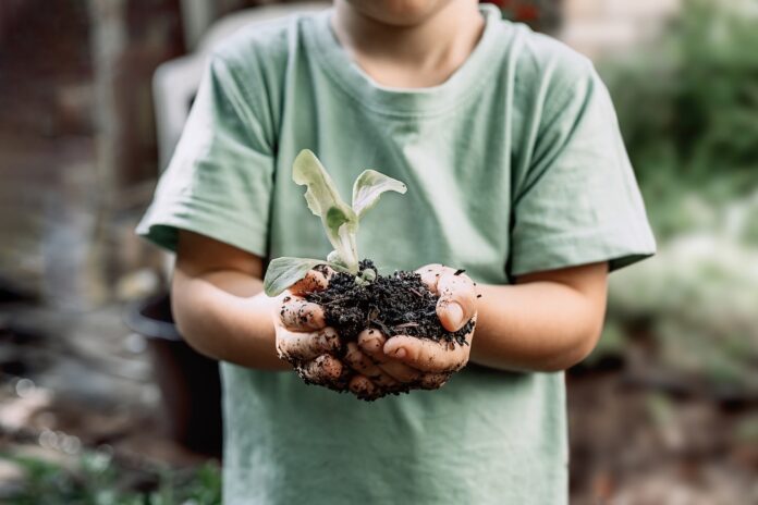 Young plant sprout in little boy's hands. Concept of farming and environment protection Young plant sprout in little boy's hands. Concept of farming and environment protection