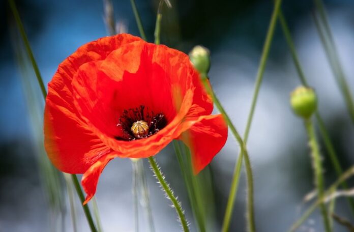 Melzo resistenza Melzo resistenza