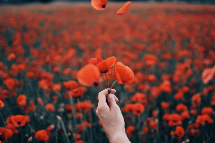 Hand holding poppy flowers in poppies field