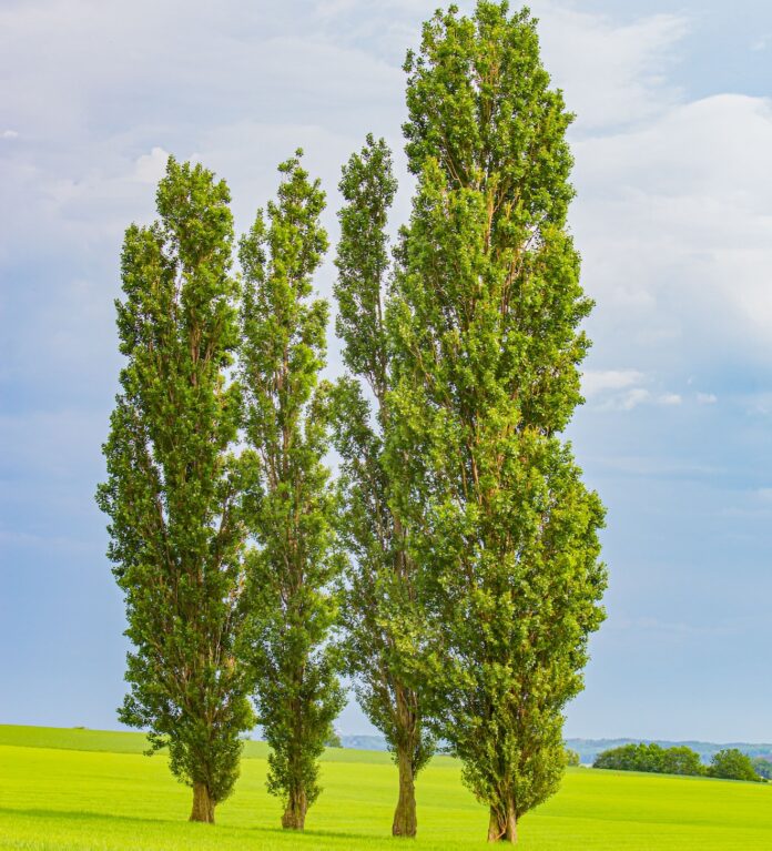 Cernusco pioppi villa alari