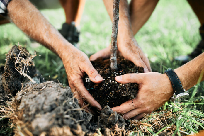 Close-up of senior man and his son planting a tree in nature. Giornata Nazionale degli Alberi