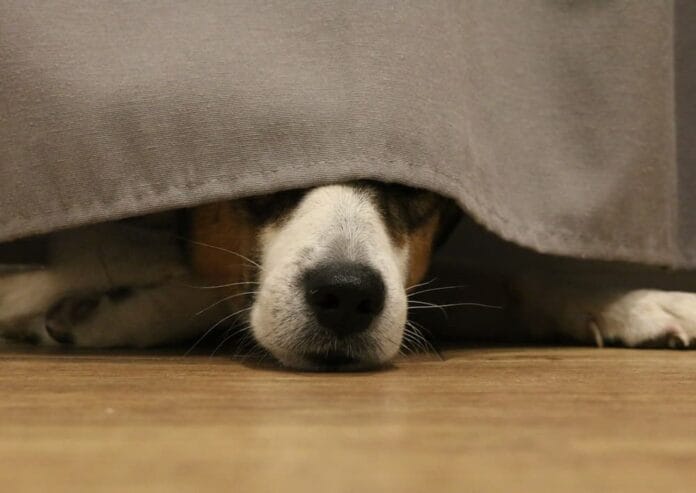 niente botti di capodanno niente botti di capodanno