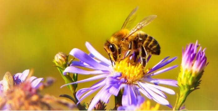 SEGRATE FESTA DEL MIELE 2024 festa del miele