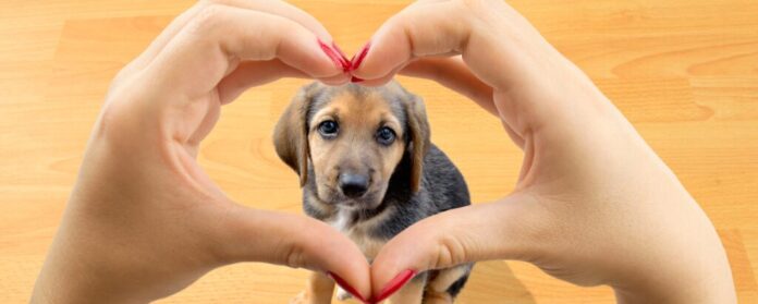 giornata mondiale del cane